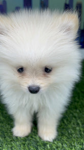 White/Cream Pomeranian Teacup Teddy